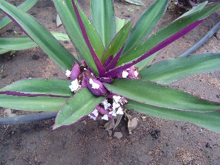 Clam Flower